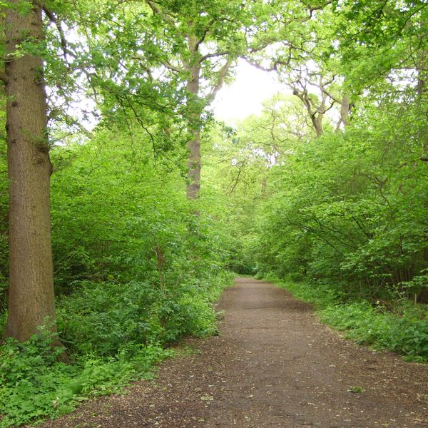 Hovedbilde test